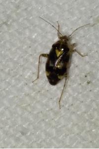 <i>Liocoris tripustulatus</i>