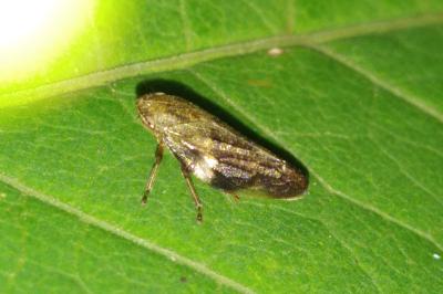 <i>Aphrophora alni</i>