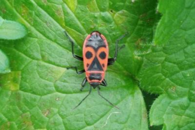 <i>Pyrrhocoris apterus</i>
