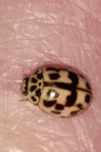 <i>Oenopia conglobata</i>