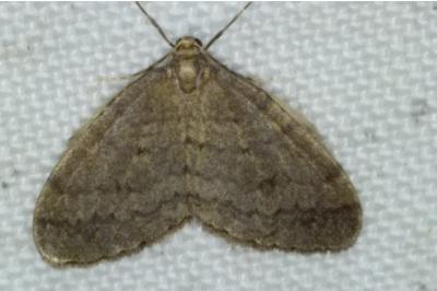 <i>Operophtera brumata</i>