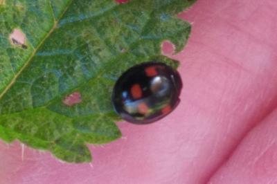 <i>Exochomus quadripustulatus</i>