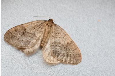 <i>Operophtera brumata</i>