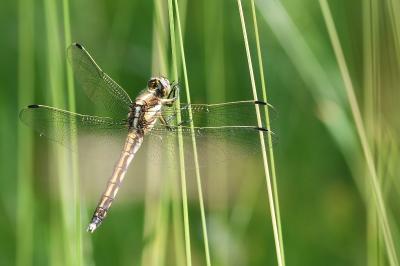 <i>Orthetrum albistylum</i>