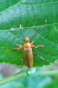 <i>Cantharis livida</i>