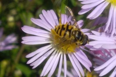 <i>Myathropa florea</i>