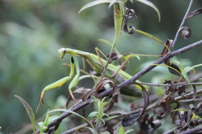 <i>Mantis religiosa</i>