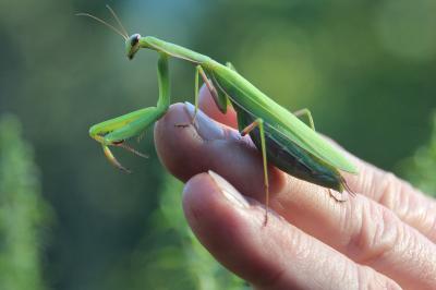 <i>Mantis religiosa</i>