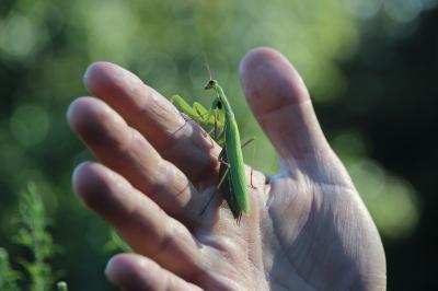 <i>Mantis religiosa</i>