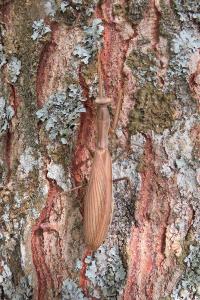 <i>Mantis religiosa</i>