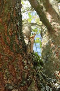 <i>Mantis religiosa</i>
