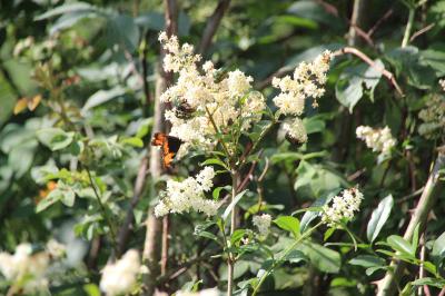 <i>Cetonia aurata</i>