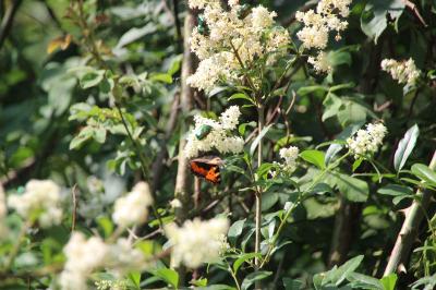 <i>Cetonia aurata</i>