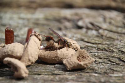 <i>Sceliphron curvatum</i>