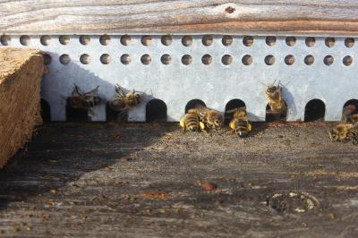 <i>Apis mellifera</i>