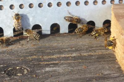 <i>Apis mellifera</i>