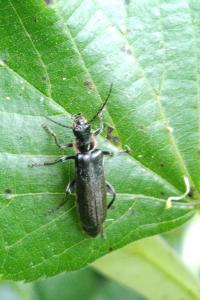 <i>Cantharis obscura</i>