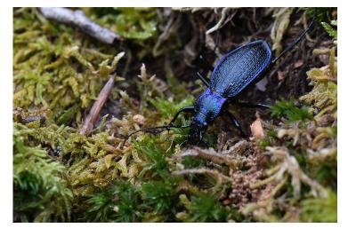 <i>Carabus intricatus</i>
