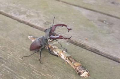 <i>Lucanus cervus</i>