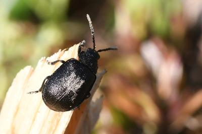 <i>Galeruca tanaceti</i>