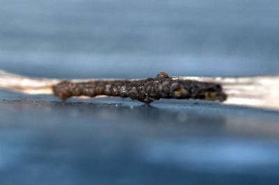 <i>Galeruca tanaceti</i>