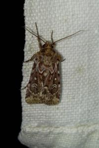 <i>Lycophotia porphyrea</i>