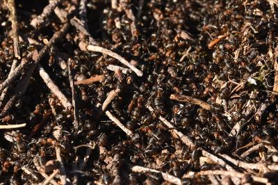 <i>Formica rufa sensu lato</i>