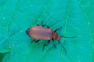 <i>Pyrochroa serraticornis</i>