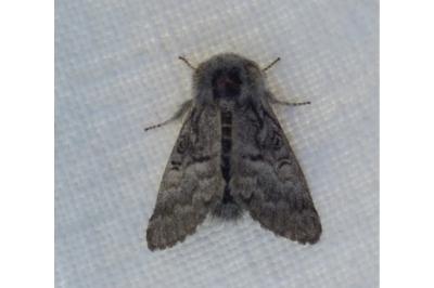 <i>Colocasia coryli</i>