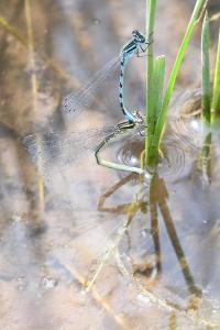 <i>Coenagrion mercuriale</i>