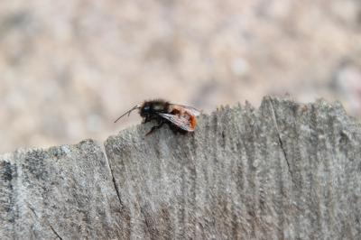 <i>Osmia bicornis</i>