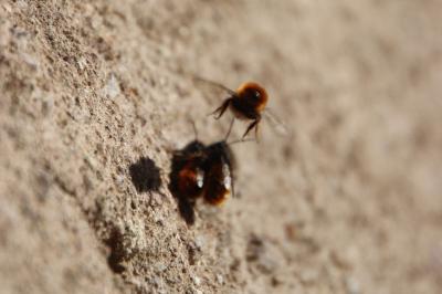 <i>Osmia bicornis</i>