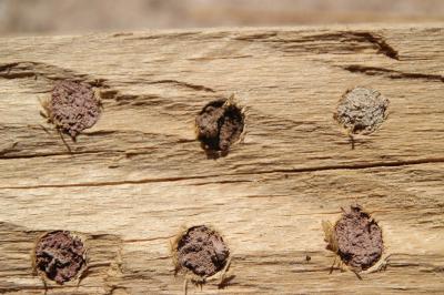 <i>Osmia bicornis</i>