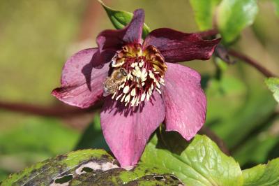 <i>Apis mellifera</i>