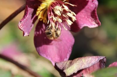 <i>Apis mellifera</i>