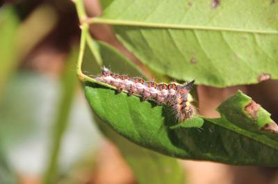 <i>Acronicta psi</i>