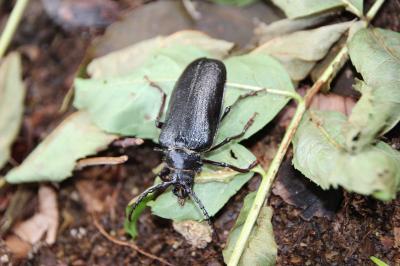 <i>Prionus coriarius</i>