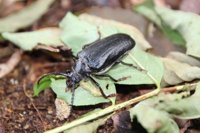 <i>Prionus coriarius</i>