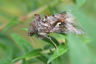 <i>Autographa gamma</i>