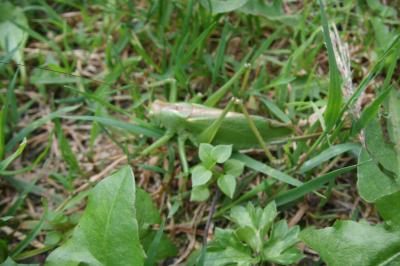<i>Tettigonia cantans</i>