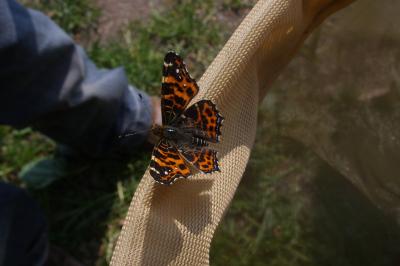 <i>Araschnia levana</i>