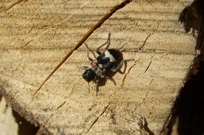 <i>Clerus mutillarius</i>