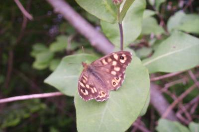 <i>Pararge aegeria</i>