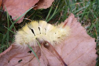 <i>Calliteara pudibunda</i>