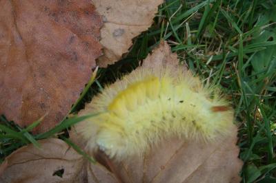 <i>Calliteara pudibunda</i>