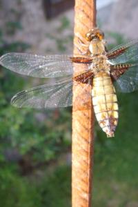 <i>Libellula depressa</i>