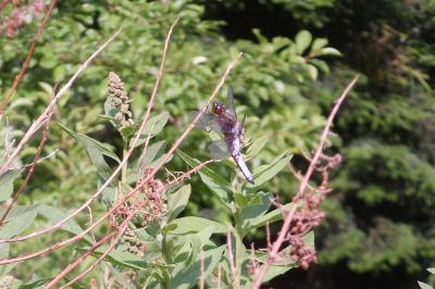 <i>Libellula depressa</i>