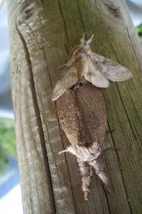 <i>Calliteara pudibunda</i>