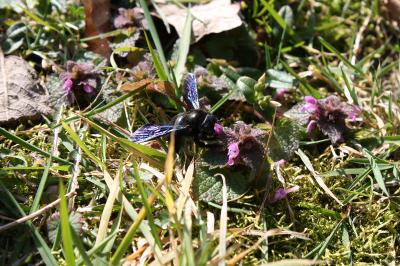 <i>Xylocopa violacea</i>