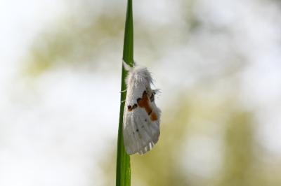 <i>Leucodonta bicoloria</i>